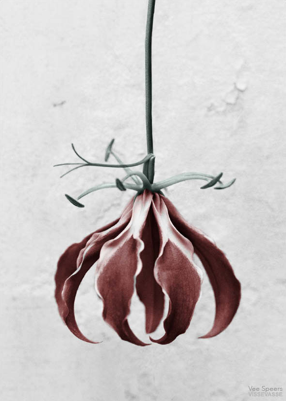 Printcrush: deze botanische prints zijn nét even anders